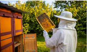 L apiculteur